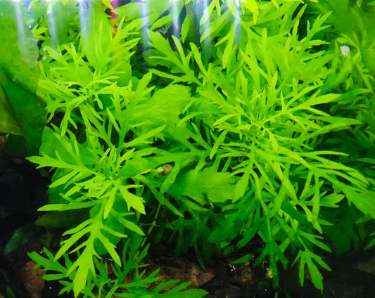 Water Wisteria (Hygrophila Difformis)