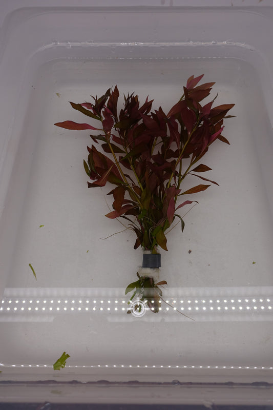 Ludwigia Repens