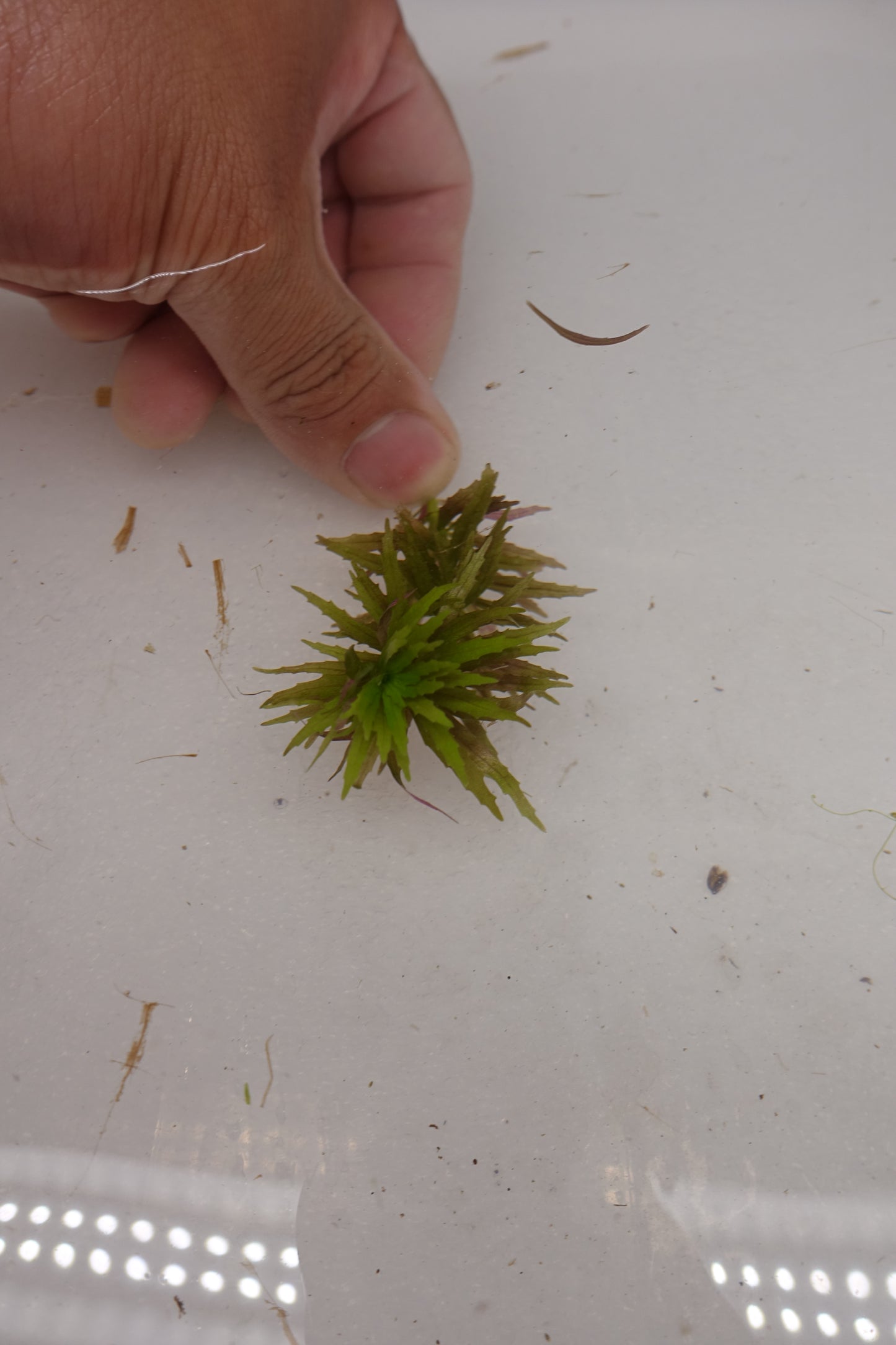 Limnophila Aromatica mini