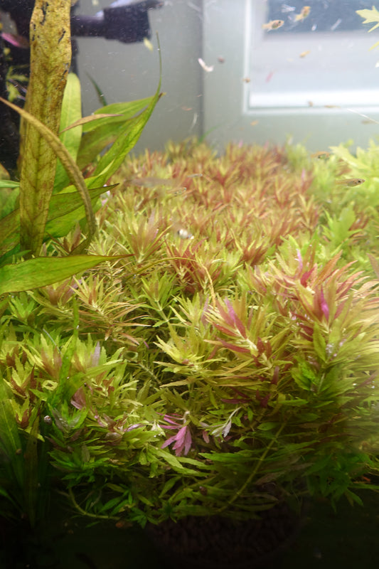 Limnophila Aromatica mini