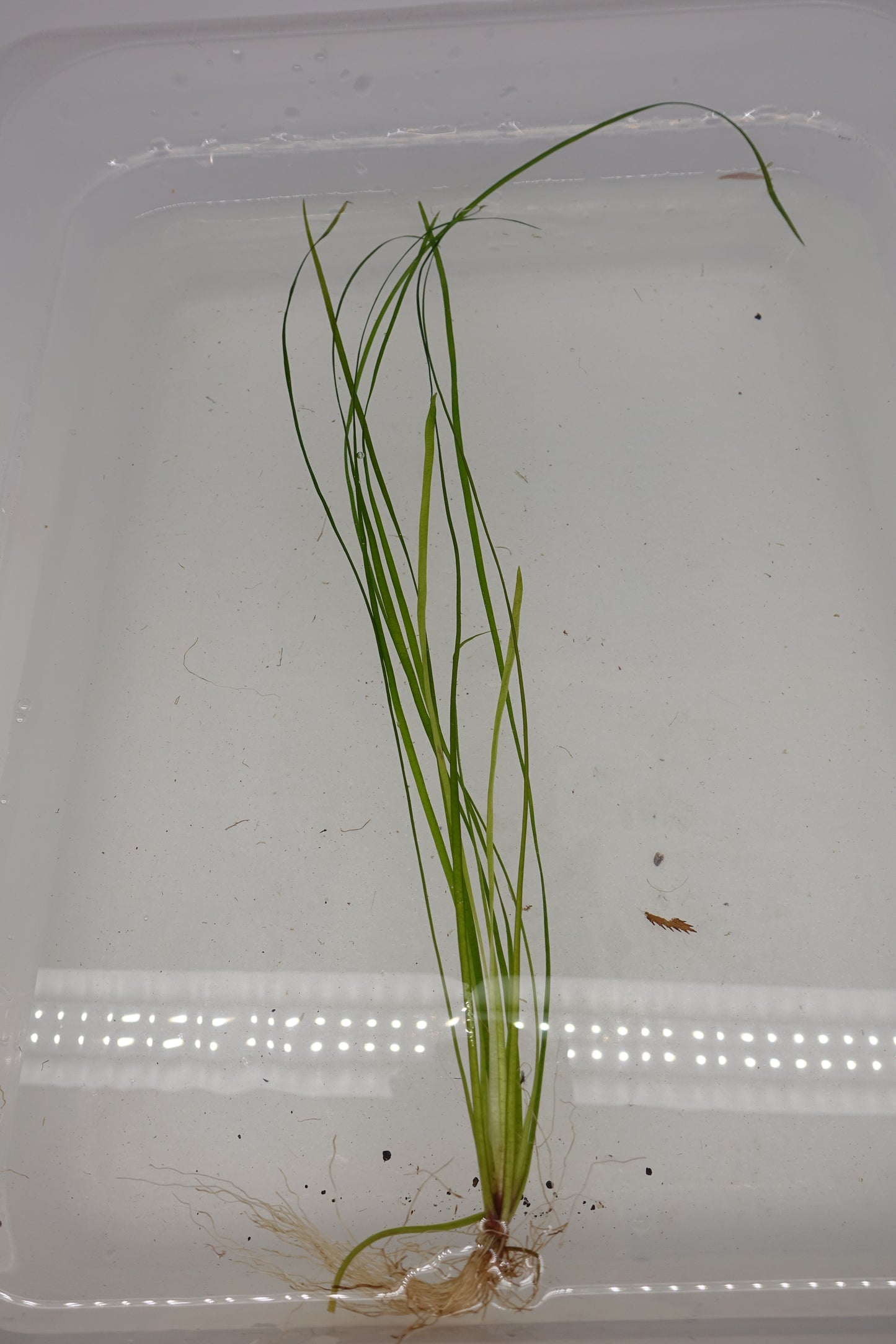 Nana Vallisneria