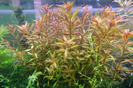 Mermaid Weed (Proserpinaca palustris)