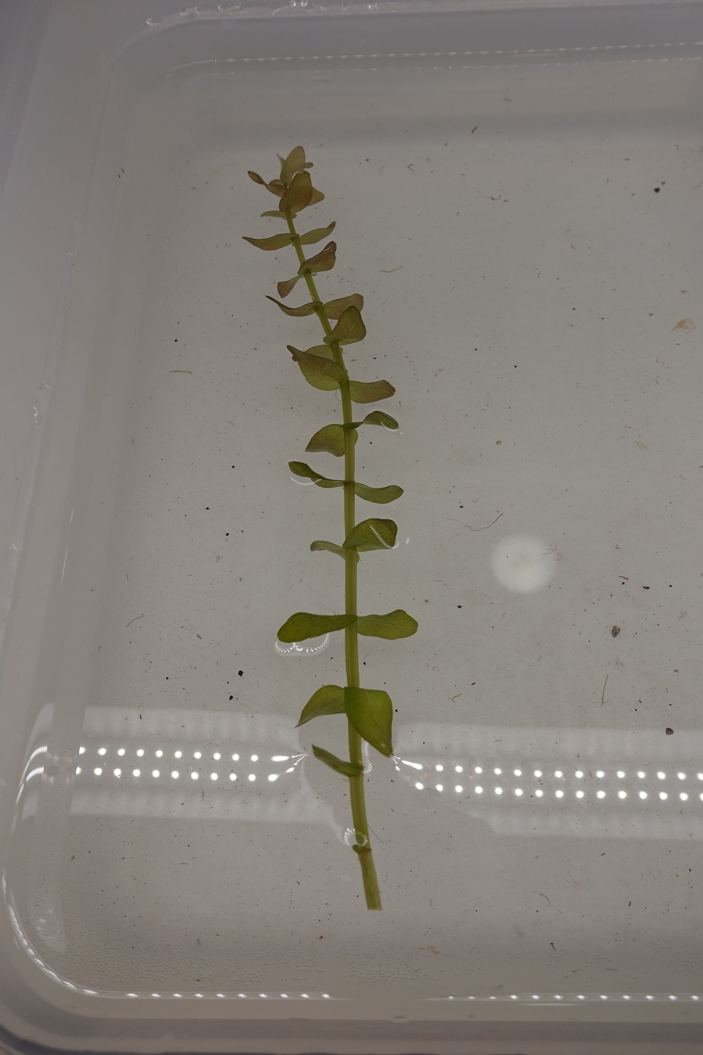 Bacopa Caroliniana