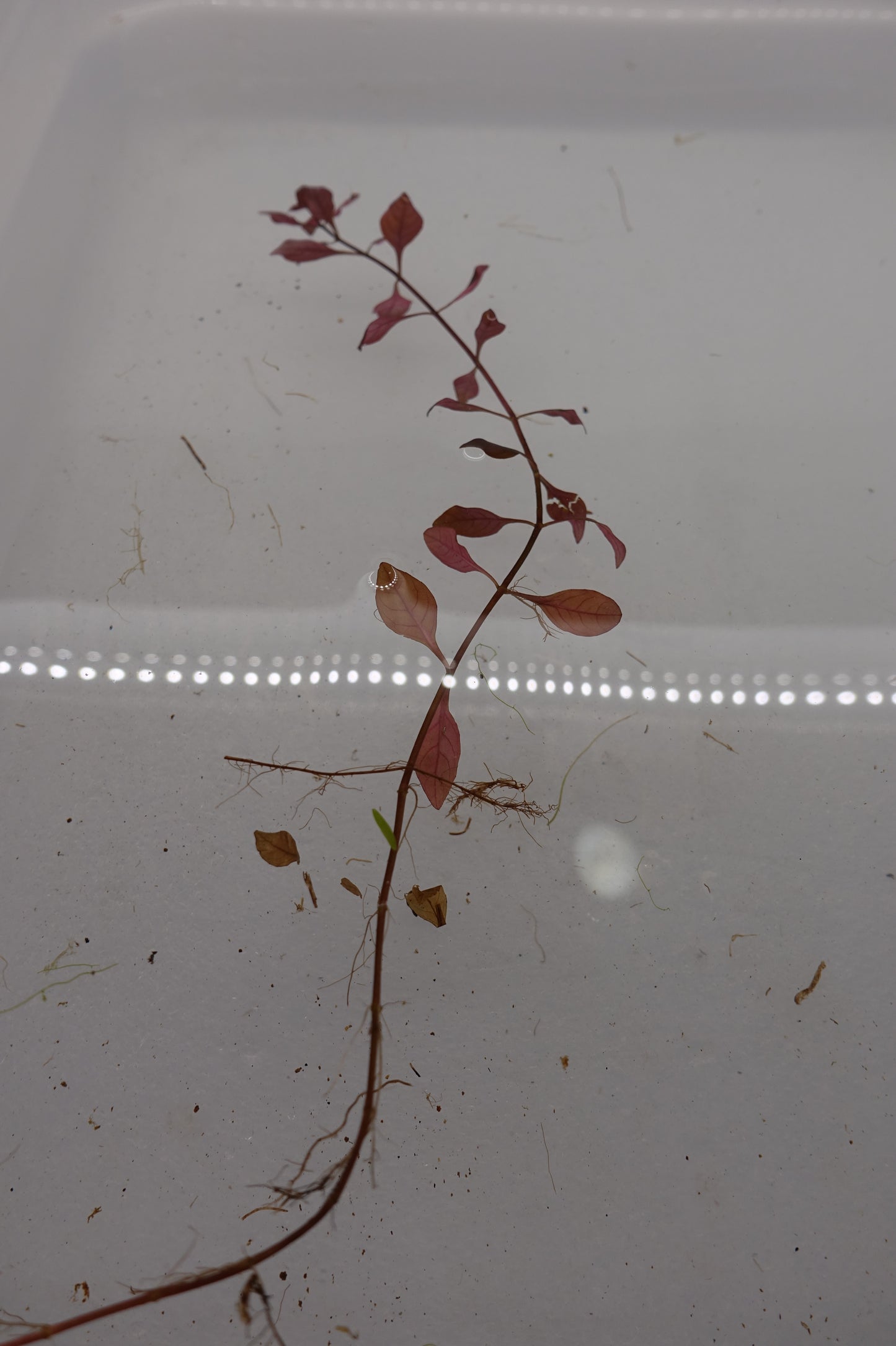 Ludwigia Palustris Super Red
