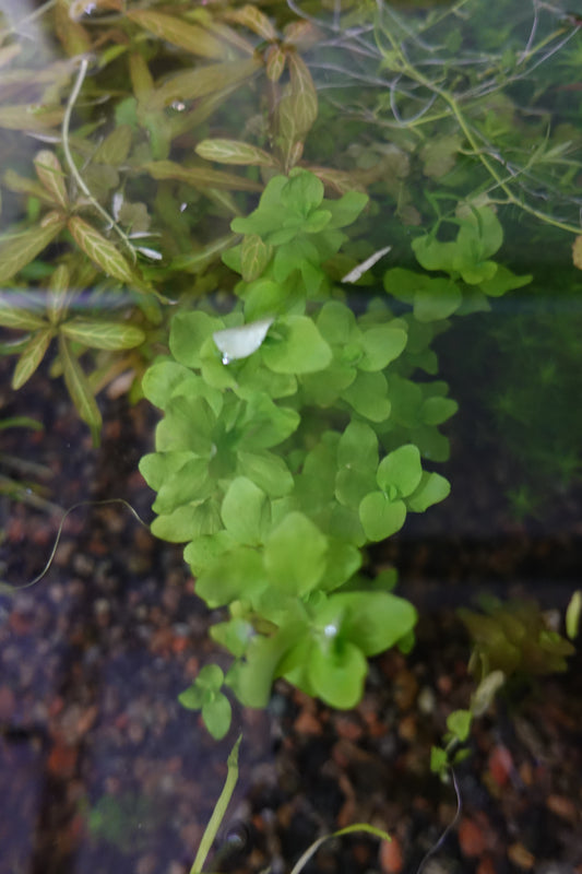 Bacopa Australia