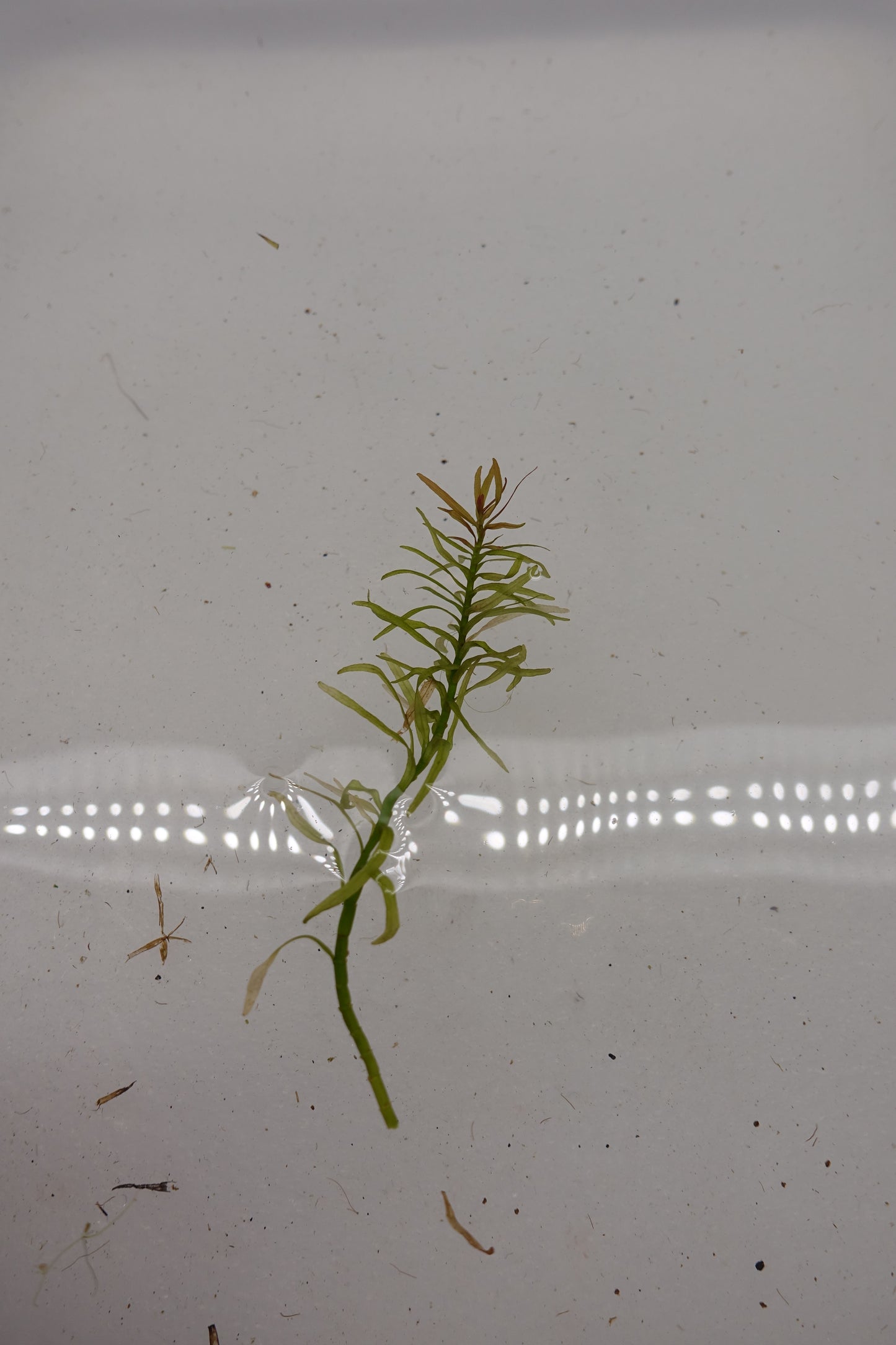 Rotala Sp. Fujian