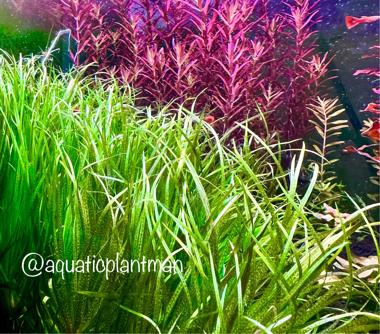 Blyxa japonica Canada