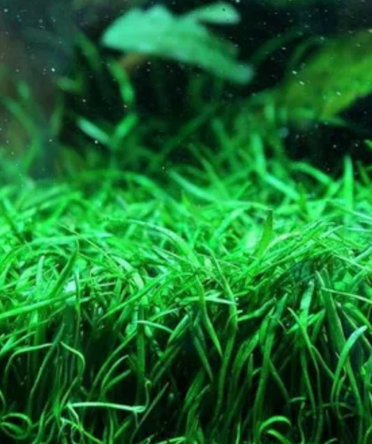 Brazilian Micro Sword