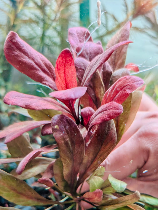 Lysimachia parvifolia (Samolus parviflorus red)