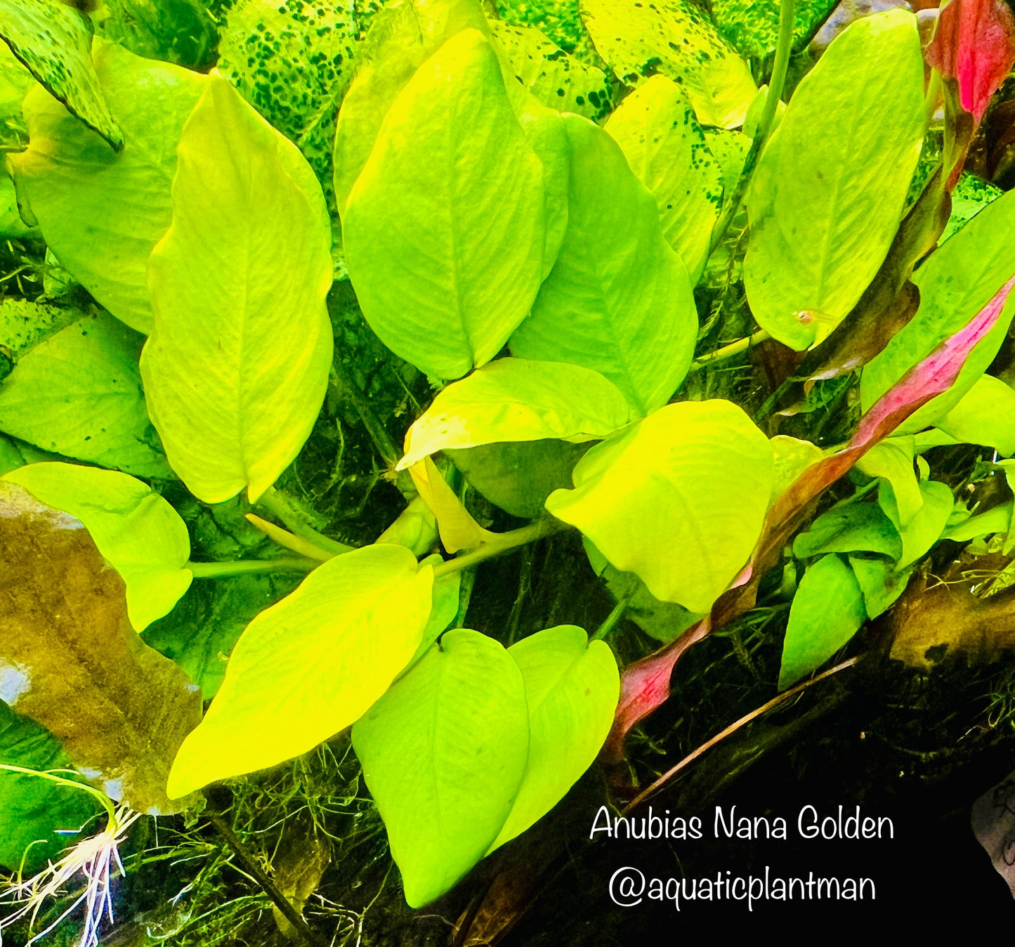 Anubias Nana Golden