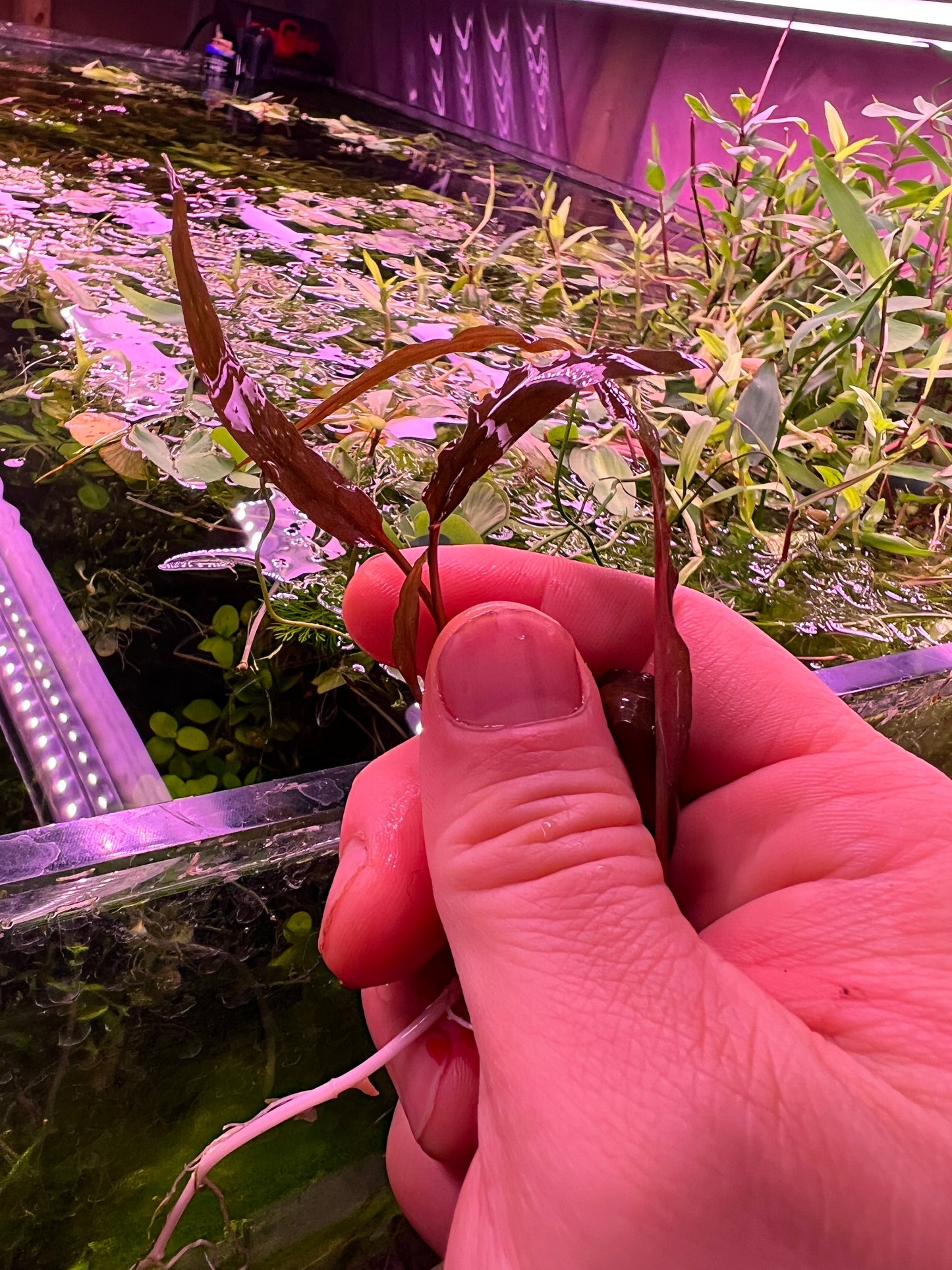 Crytocoryne Wendtti Affinis Red