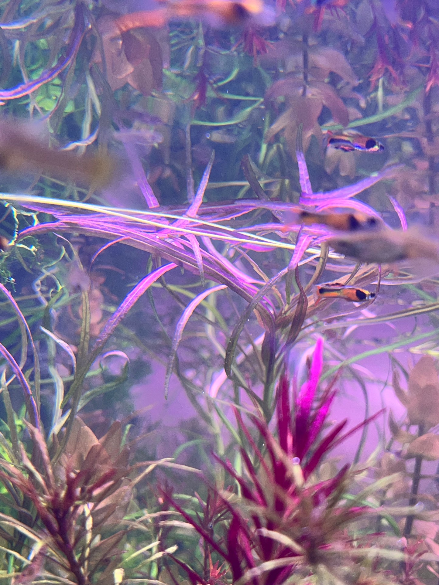 Pogostemon Stellatus Octopus