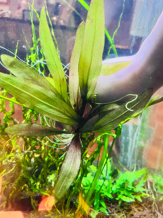 Echinodorus Red Rubin Narrow