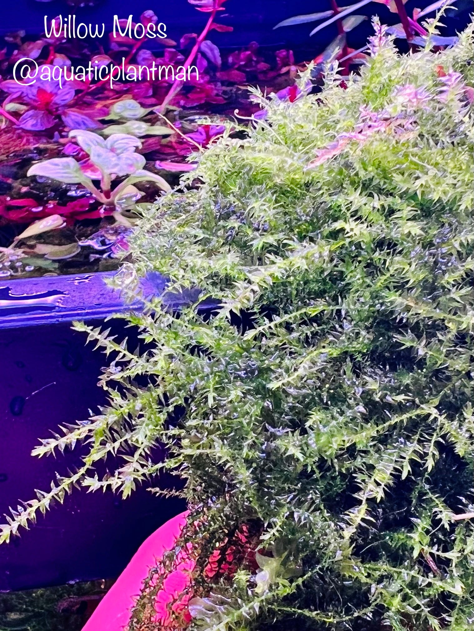Willow Moss – Aquatic Plant Man