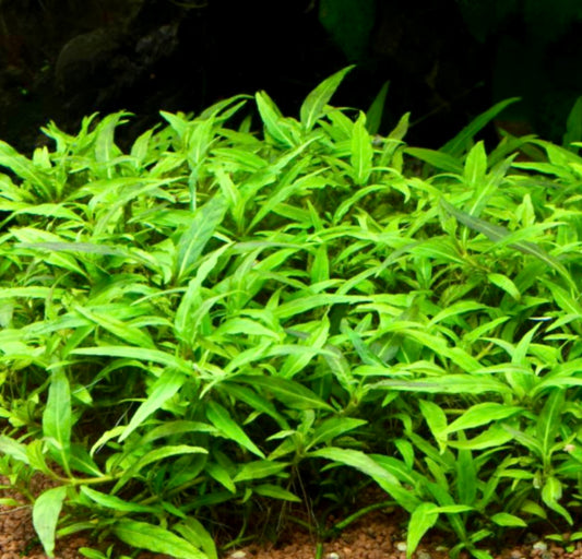 Staurogene sp Porto Velho