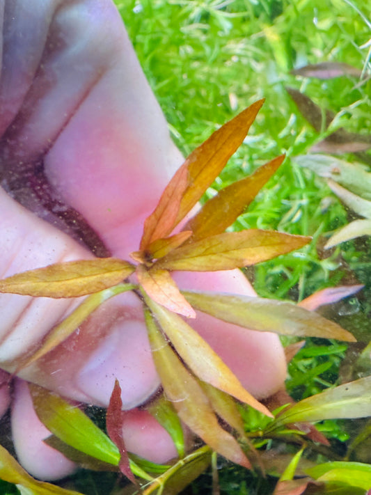 Ludwigia Hybrid Narrow Leaf (red)