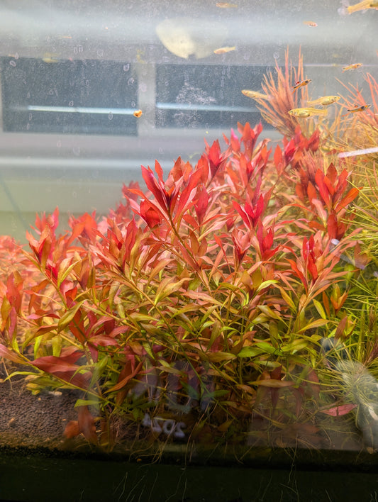 Ludwigia Repens