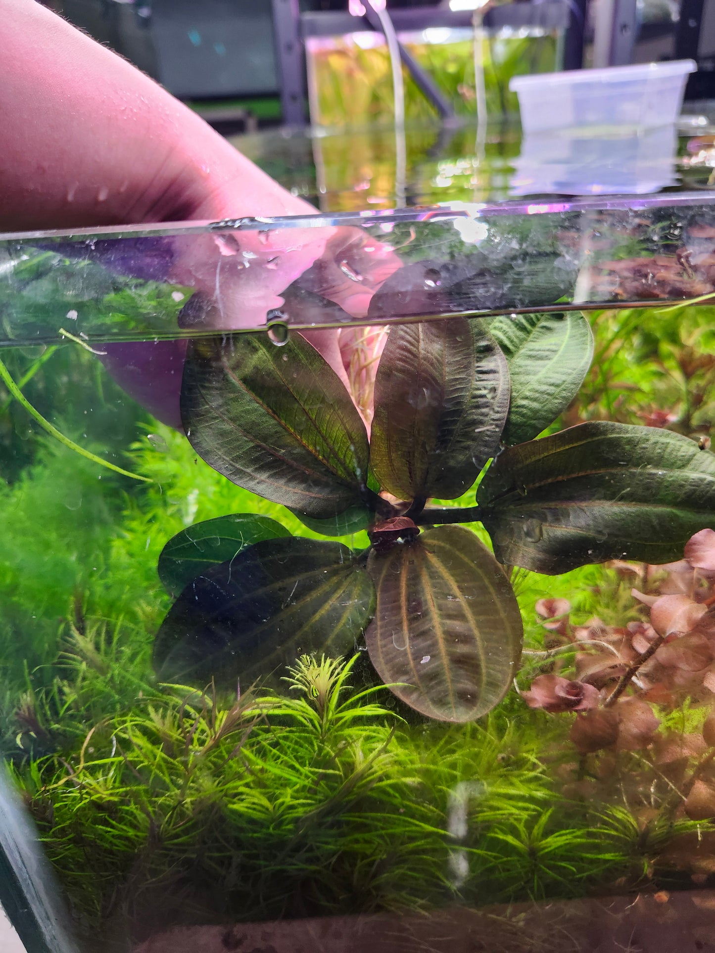 Echinodorus Reni