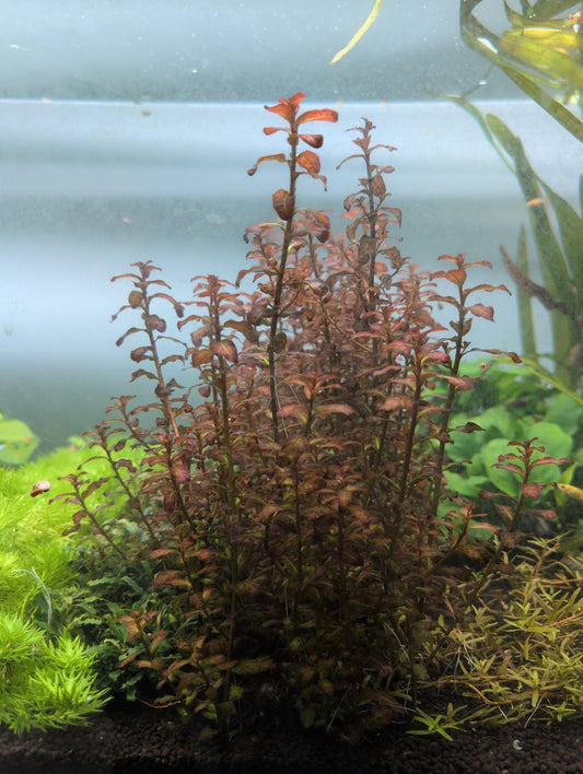 Ludwigia Senegalnesis