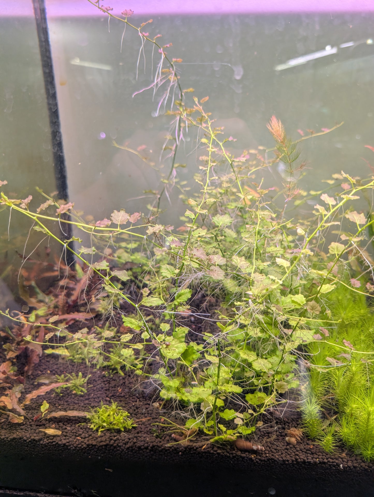 Cardamine Lyrata Sp Vietnam