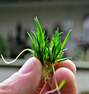 Littorella Uniflora