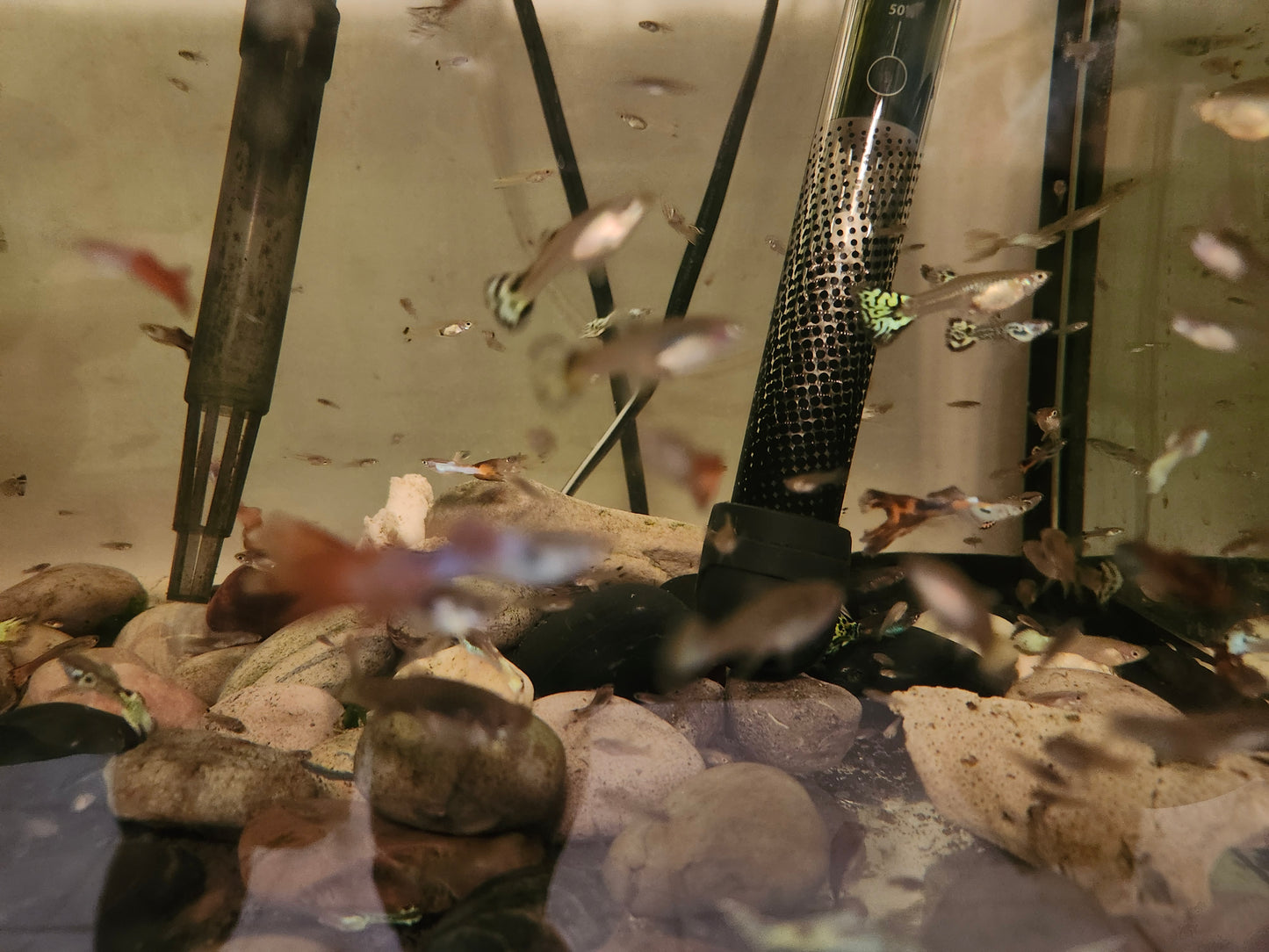 Mixed Guppies