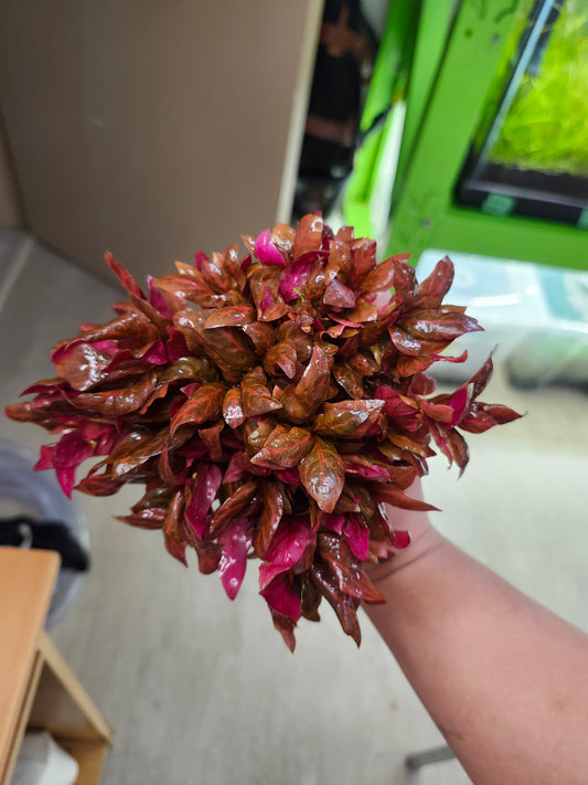 Alternanthera Reineckii Rosanervig