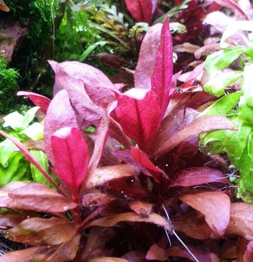 Alternanthera Reineckii Mini