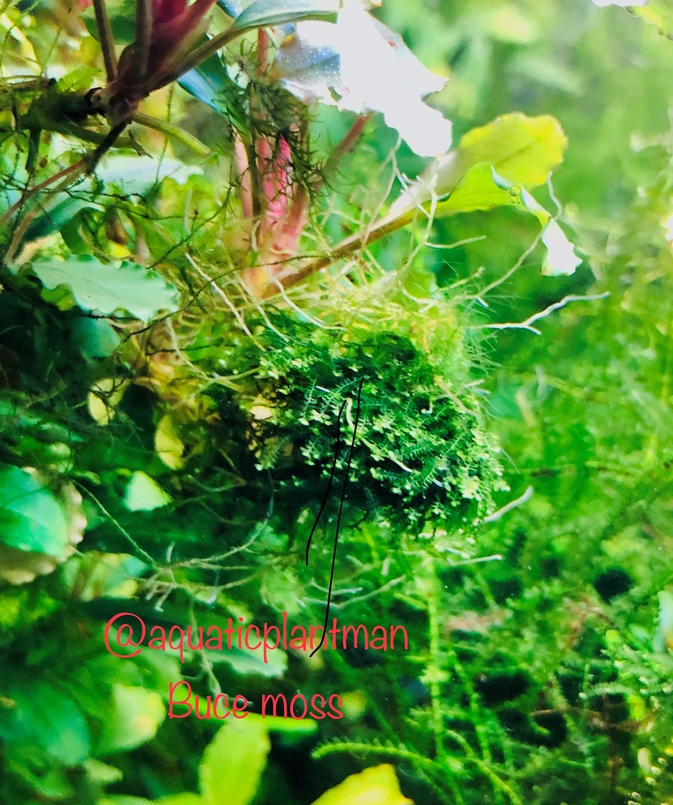 水草 BUCE for ponkotsushoten Buce Moss – Aquatic Plant Man