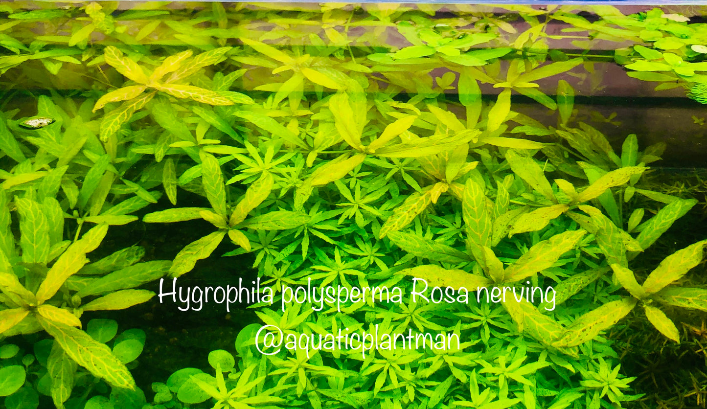 Hygrophila Polysperma Rosanervig