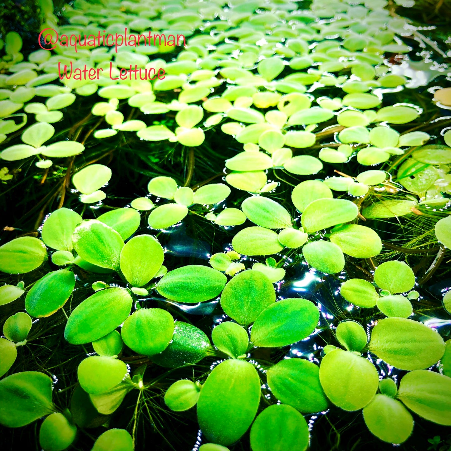 Water Lettuce