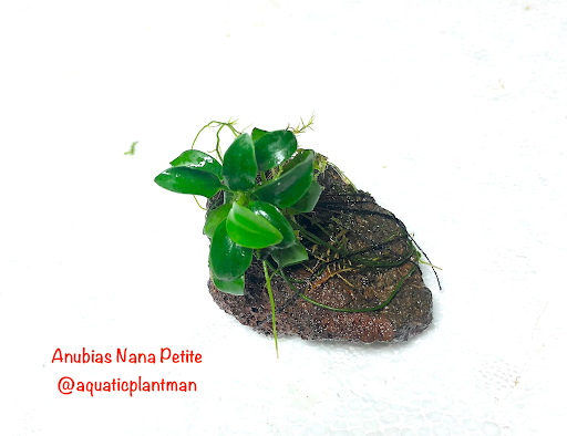 Anubias Nana Petite