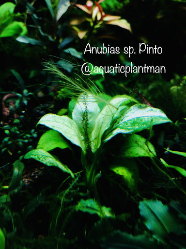 Anubias Pinto