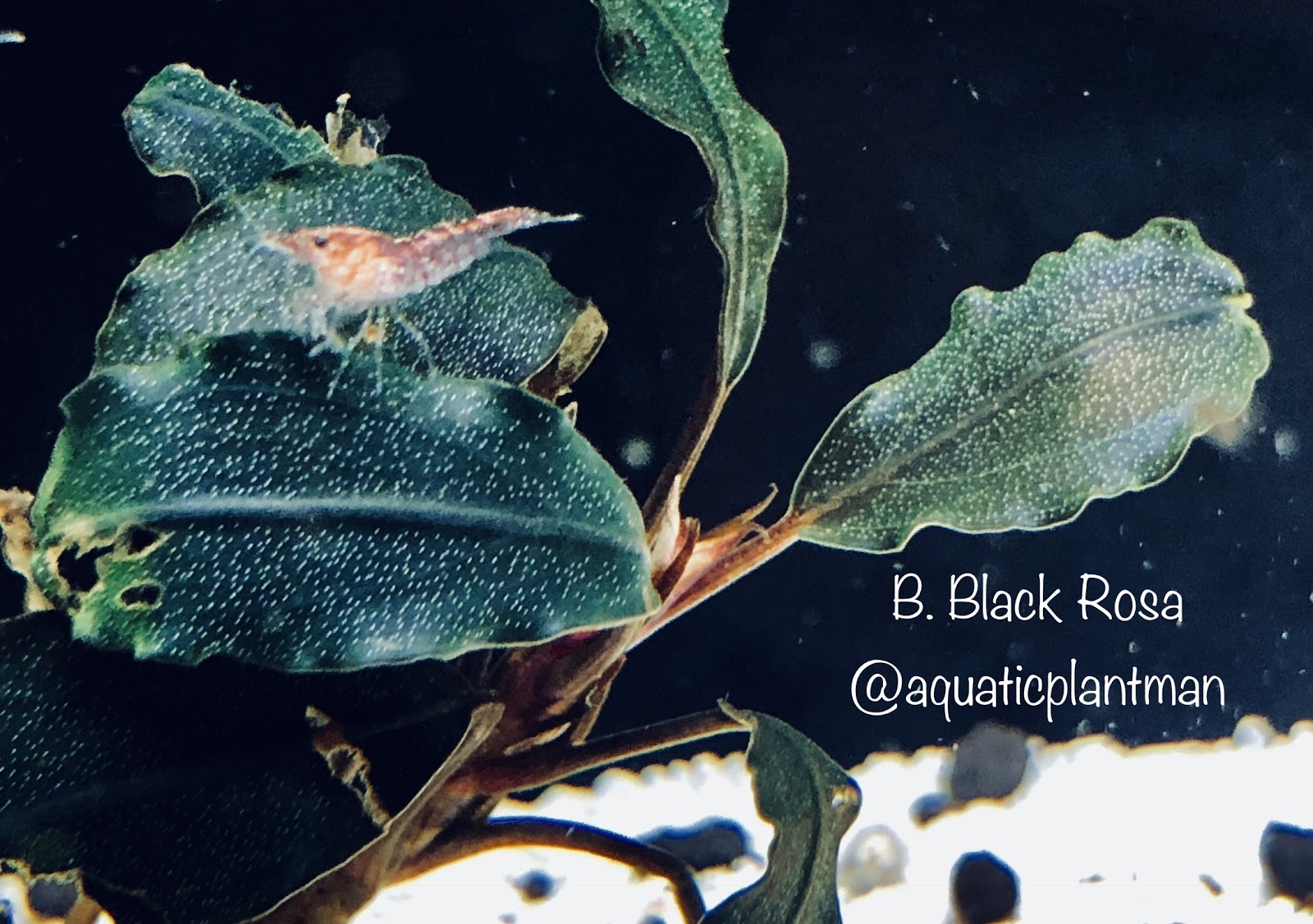 Bucephalandra Black Rosa – Aquatic Plant Man