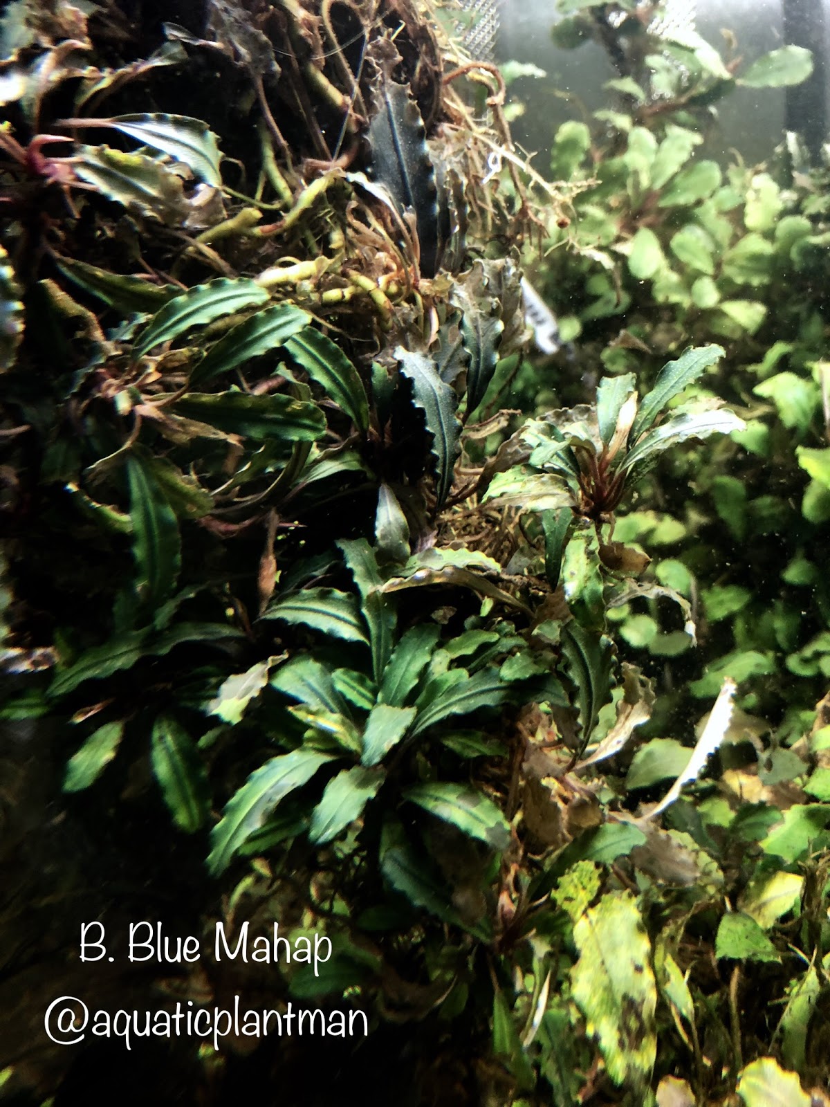 Bucephalandra Blue Mahap – Aquatic Plant Man