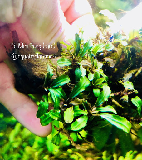 Bucephalandra Mini Feng – Aquatic Plant Man