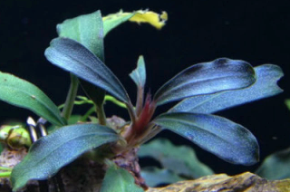Bucephalandra brownie blue – Aquatic Plant Man