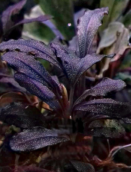 Bucephalandra Red Godzilla 5 pack – Aquatic Plant Man