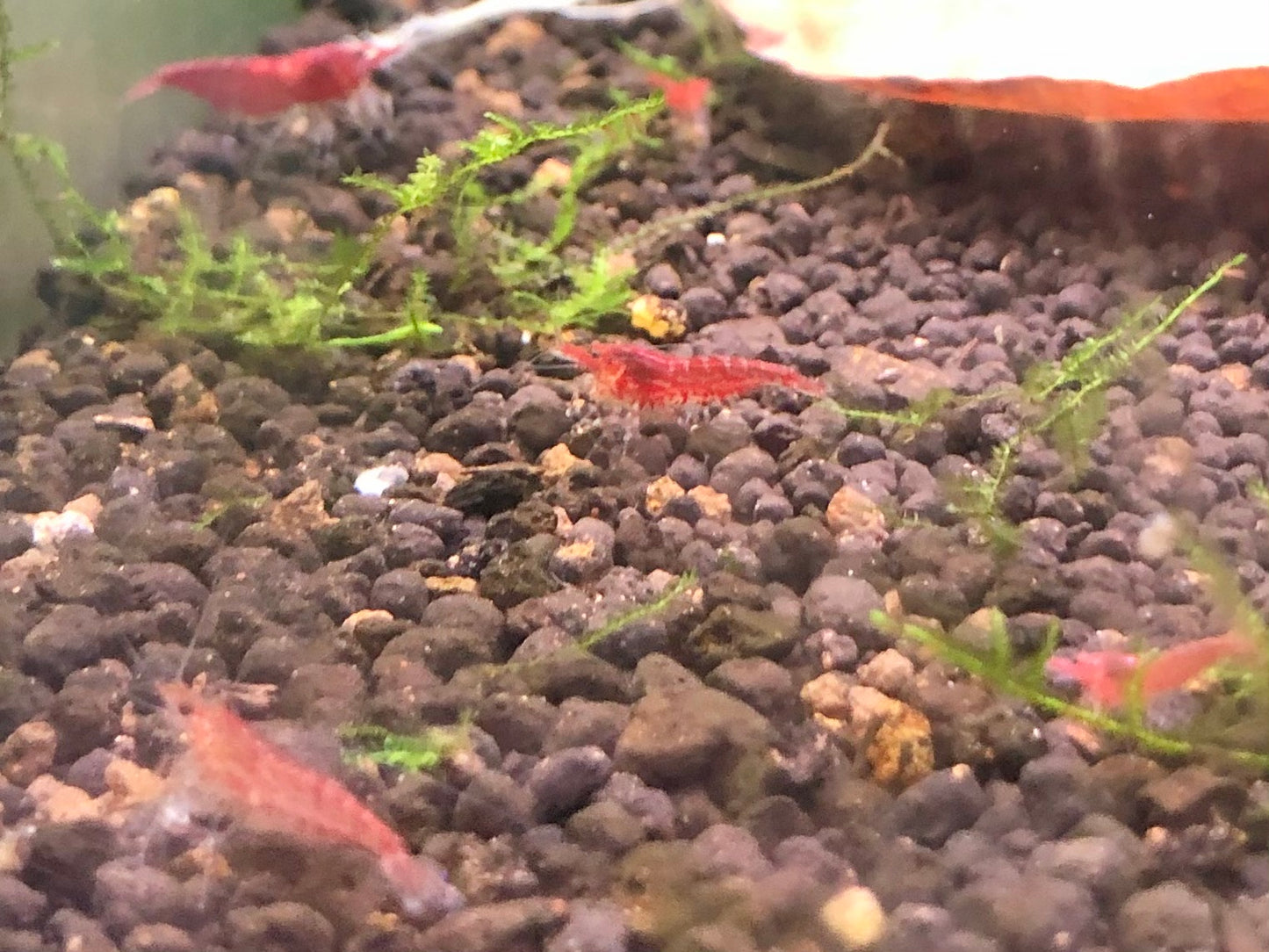 Cherry shrimp mixed grades