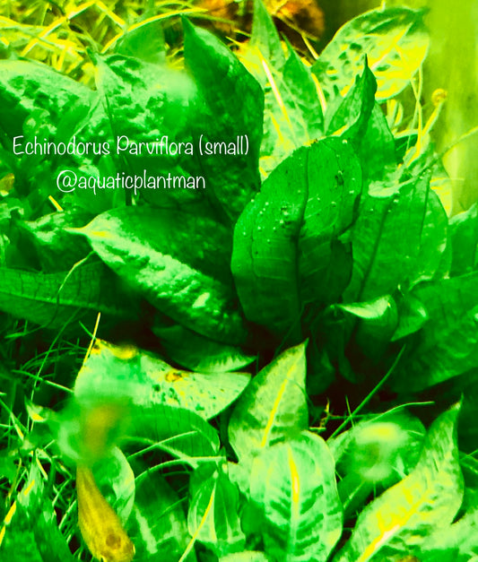 Echinodorus Parviflorus (sword)