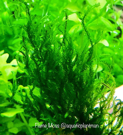 Flame Moss