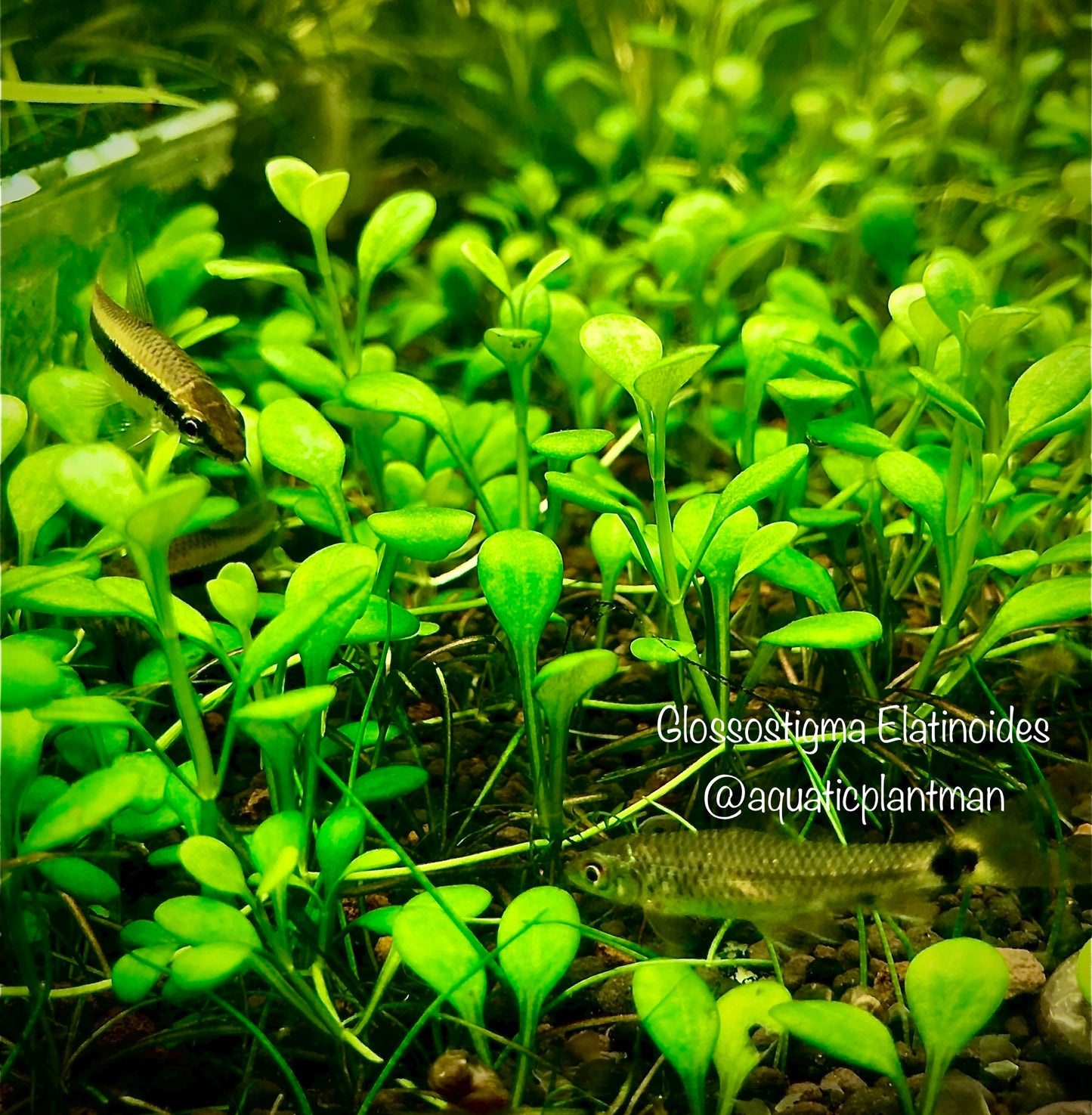 Glossostigma Elatinoides