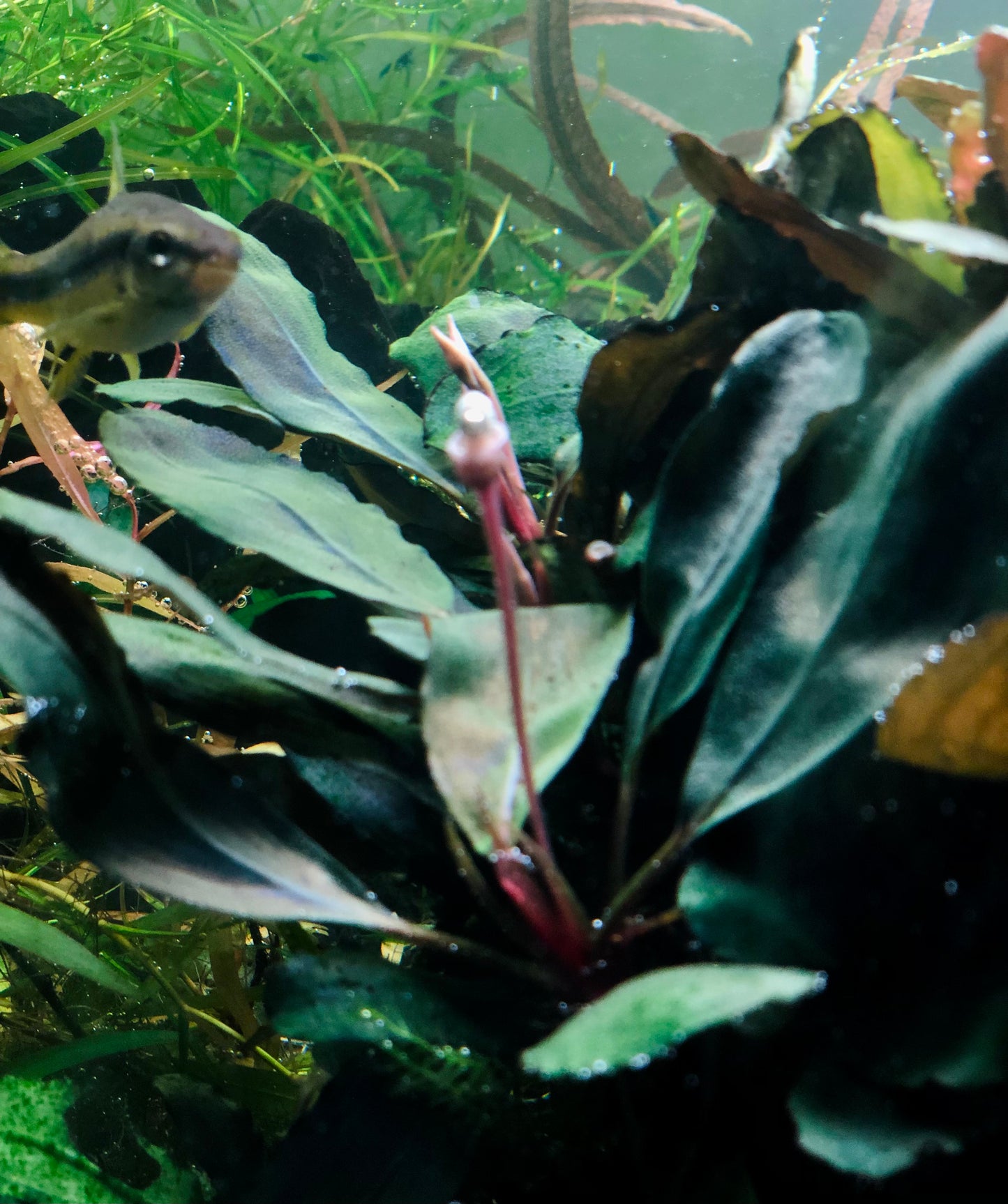 Bucephalandra Super Black