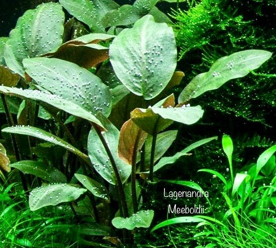 Lagenandra Meeboldii