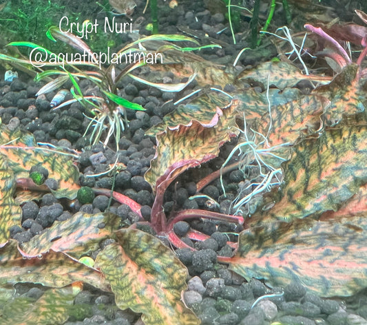 Cryptocoryne Wendtii Nurii