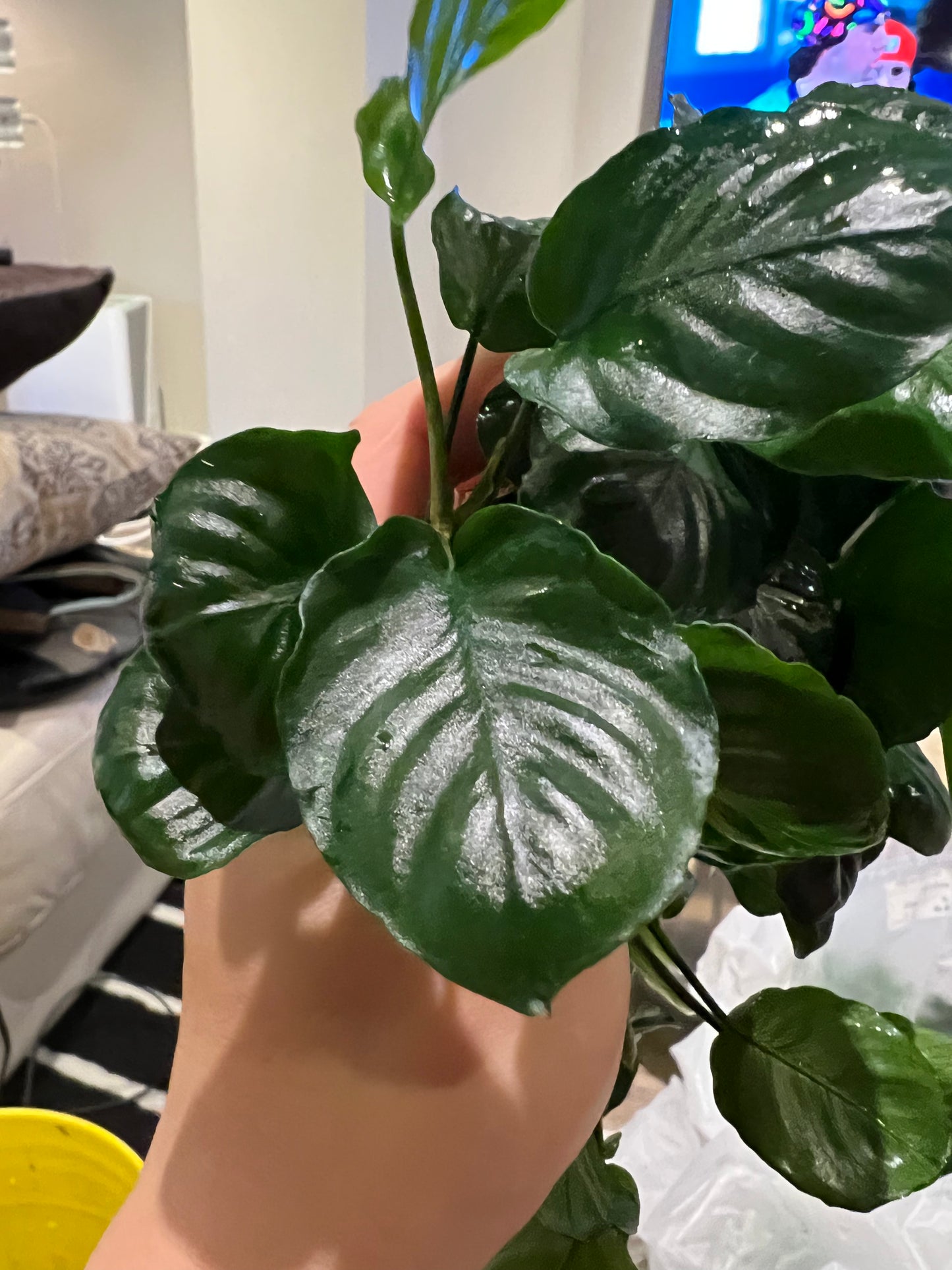 Anubias Barteri Butterfly