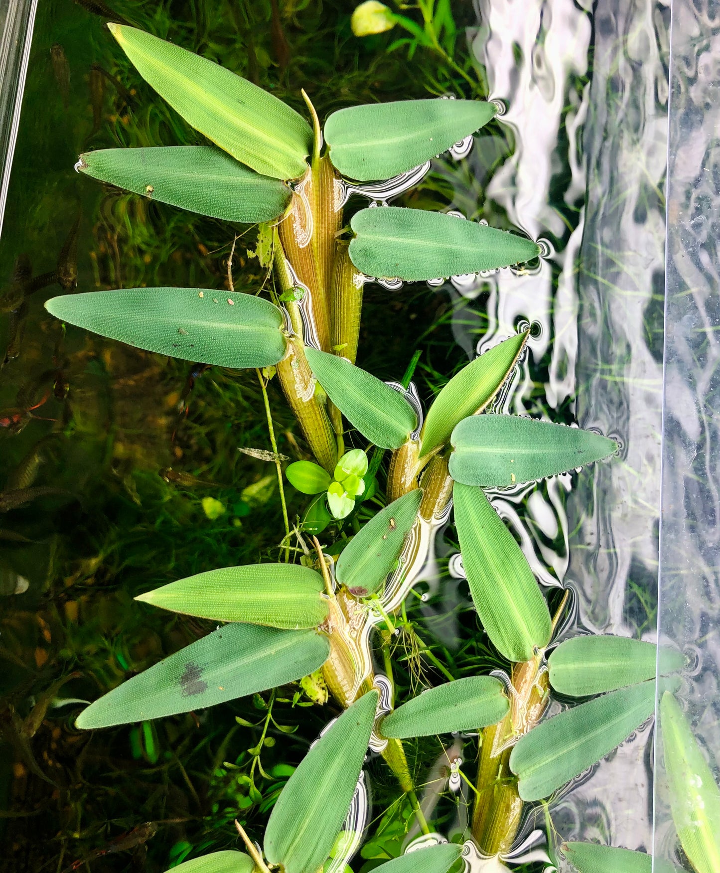 Hygroryza Aristata (floating aquatic plant)