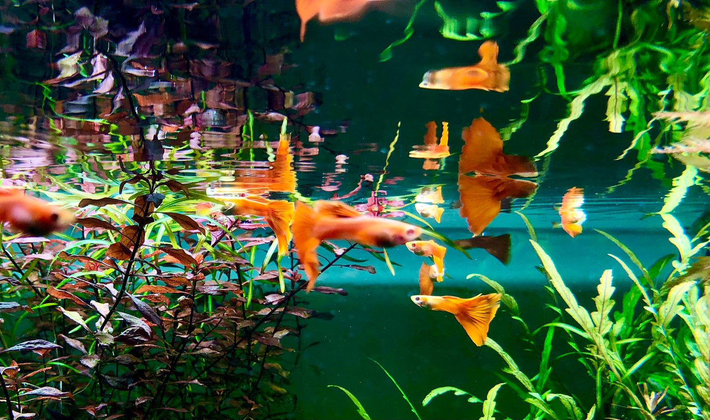 Albino full red guppy pair