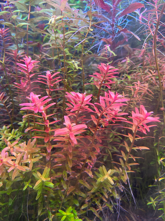 Rotala Macrandra mini pink