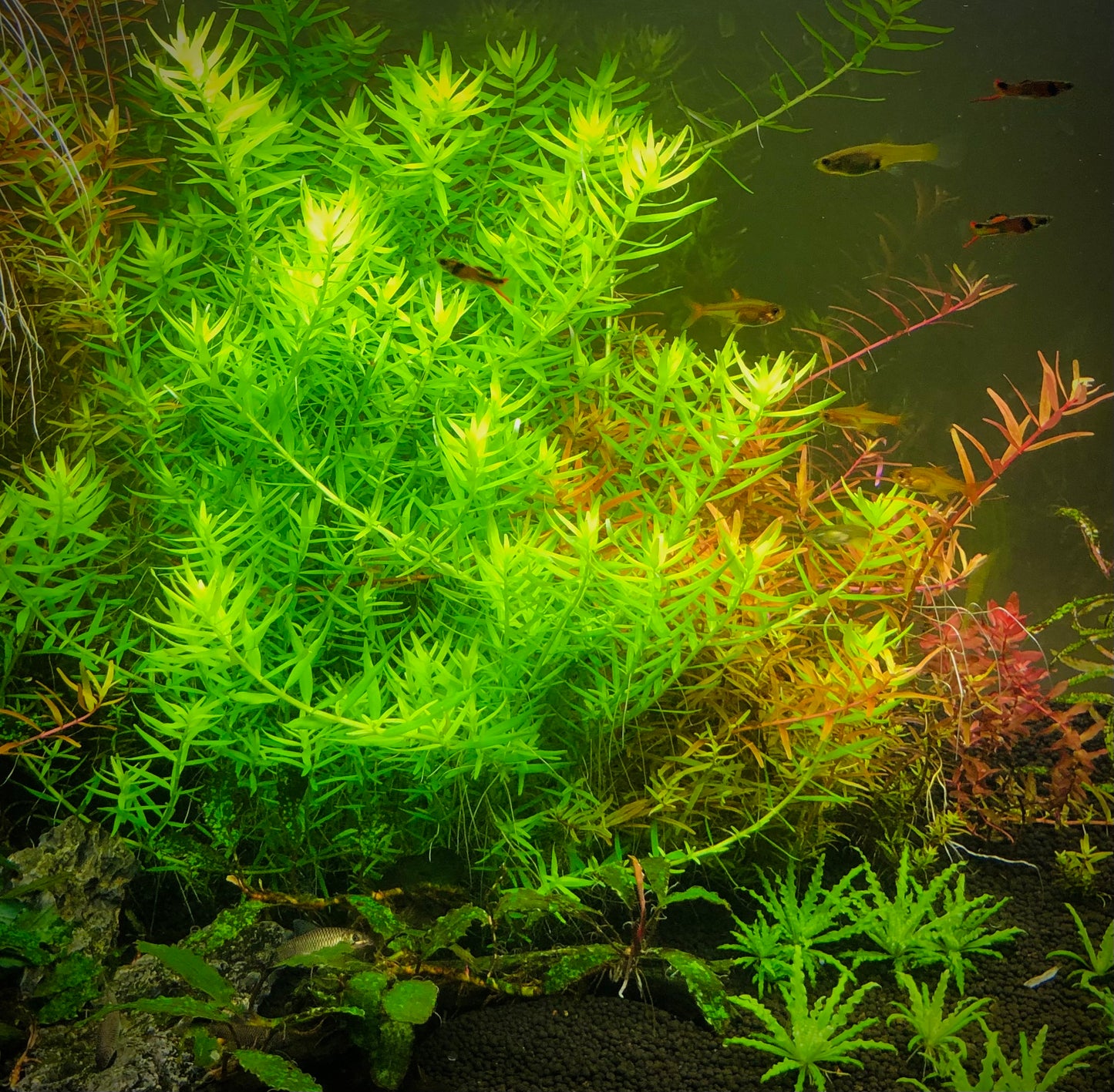 Rotala sp. green